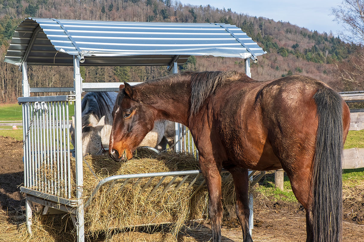Horse Feeding